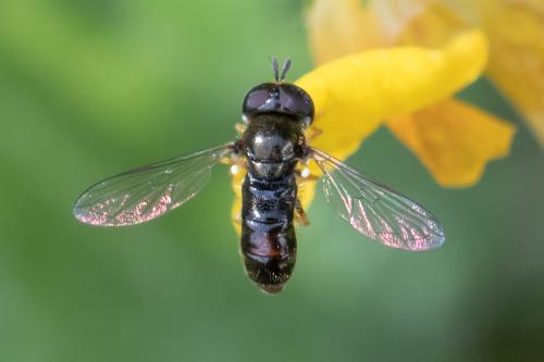 Réf. 311 530 : Paragus sp.